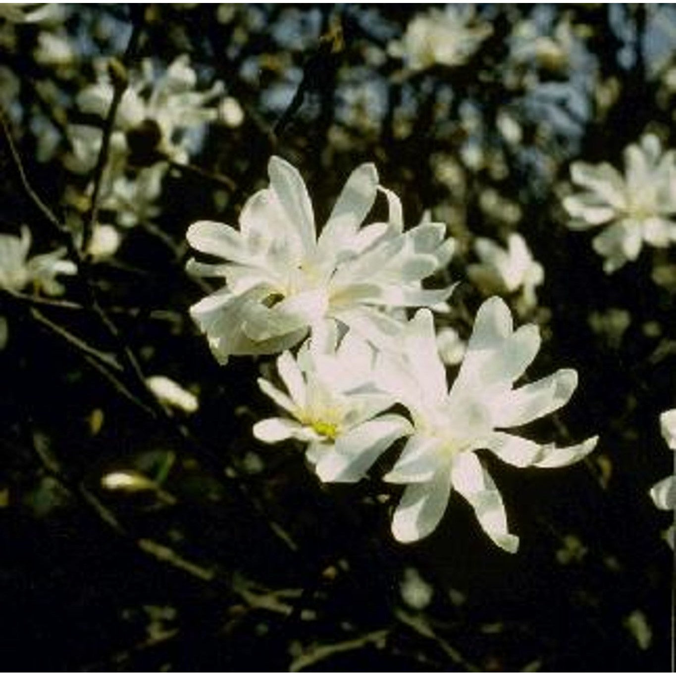 Stjärnmagnolia – Magnolia stellata - 100 CM Stem C10